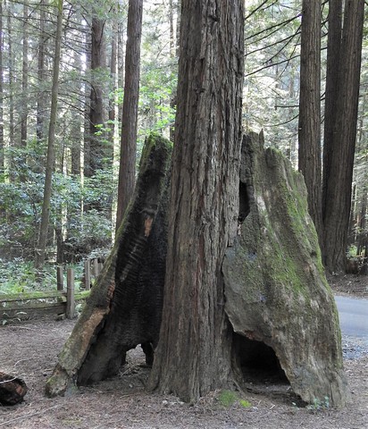 RV Adventure - Humboldt Redwoods State Park (CA)