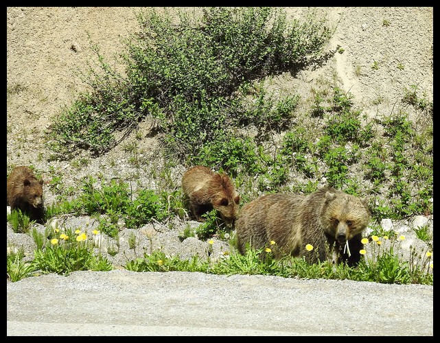 Glacier NP/Banff and Jasper CA NP