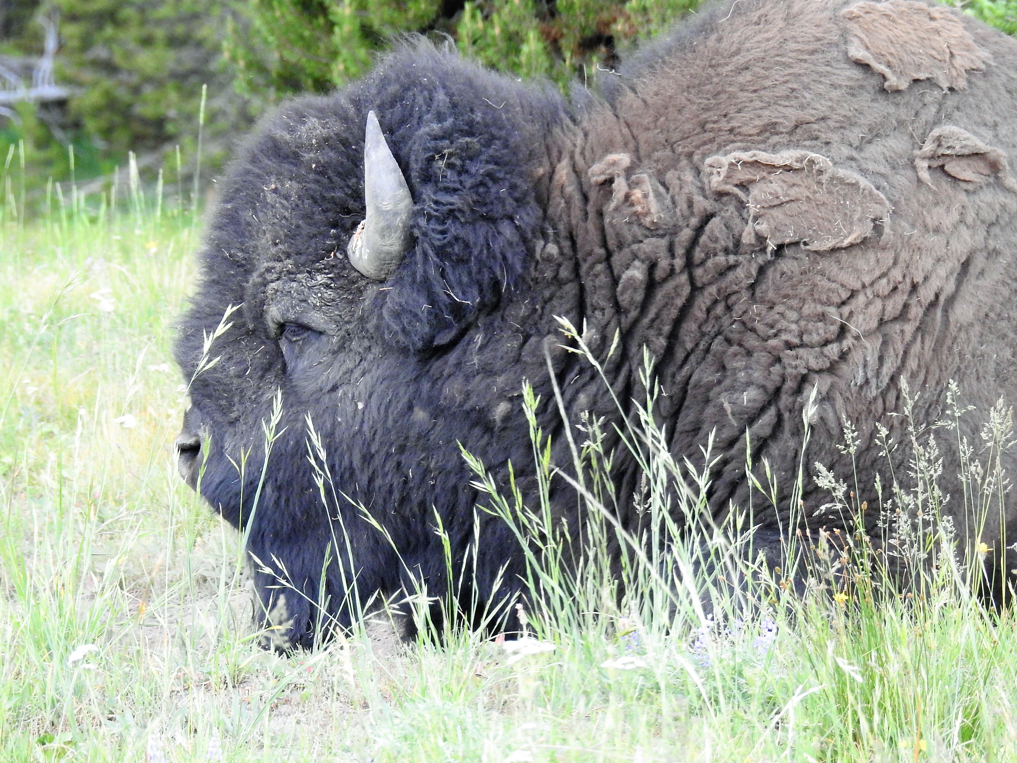 Yellowstone National Park