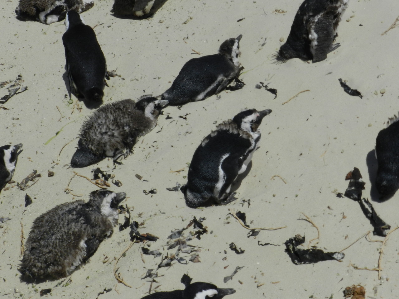 Ennen Family Trip Simons Town Penguin Colony 17Dec17