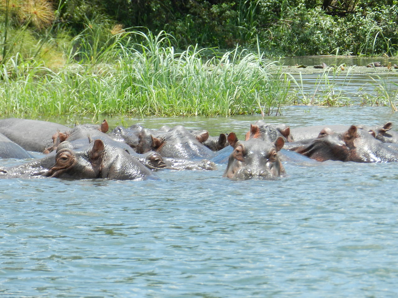 Ennen Family Trip Zambia - River Cruise 19Dec17