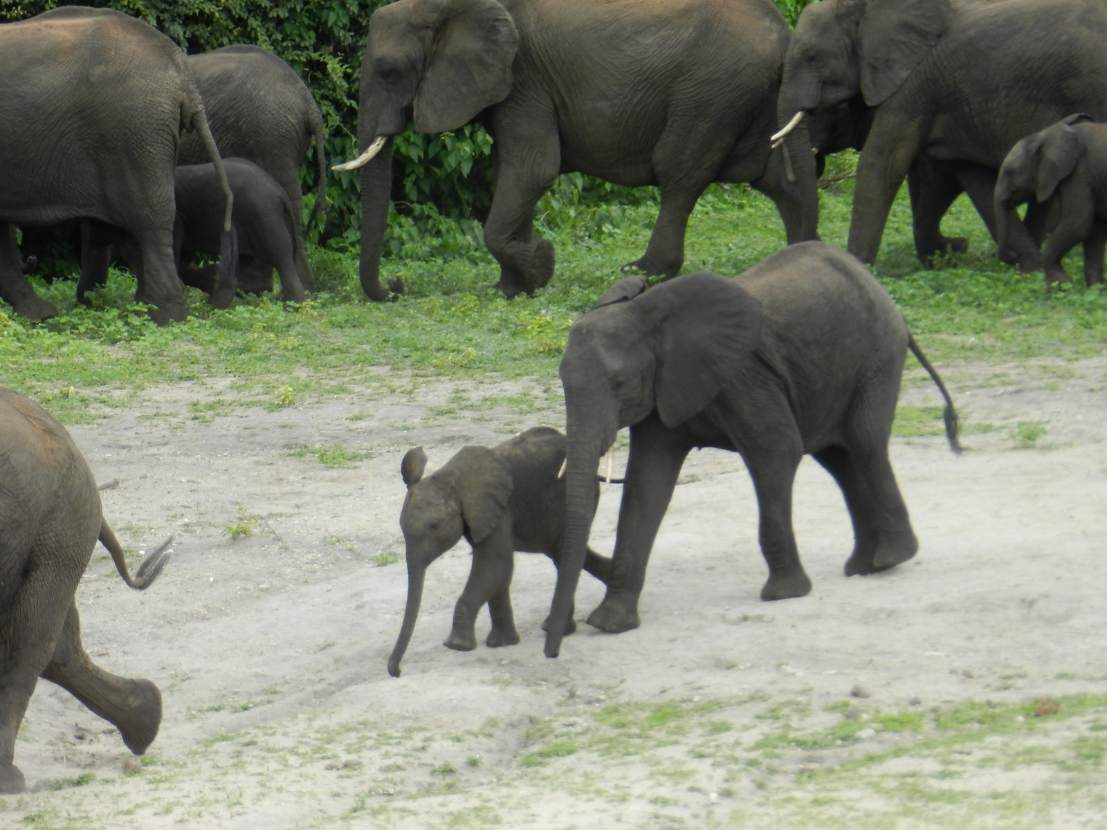 Ennen Family Trip Zambia - Chobe National Park 20Dec17